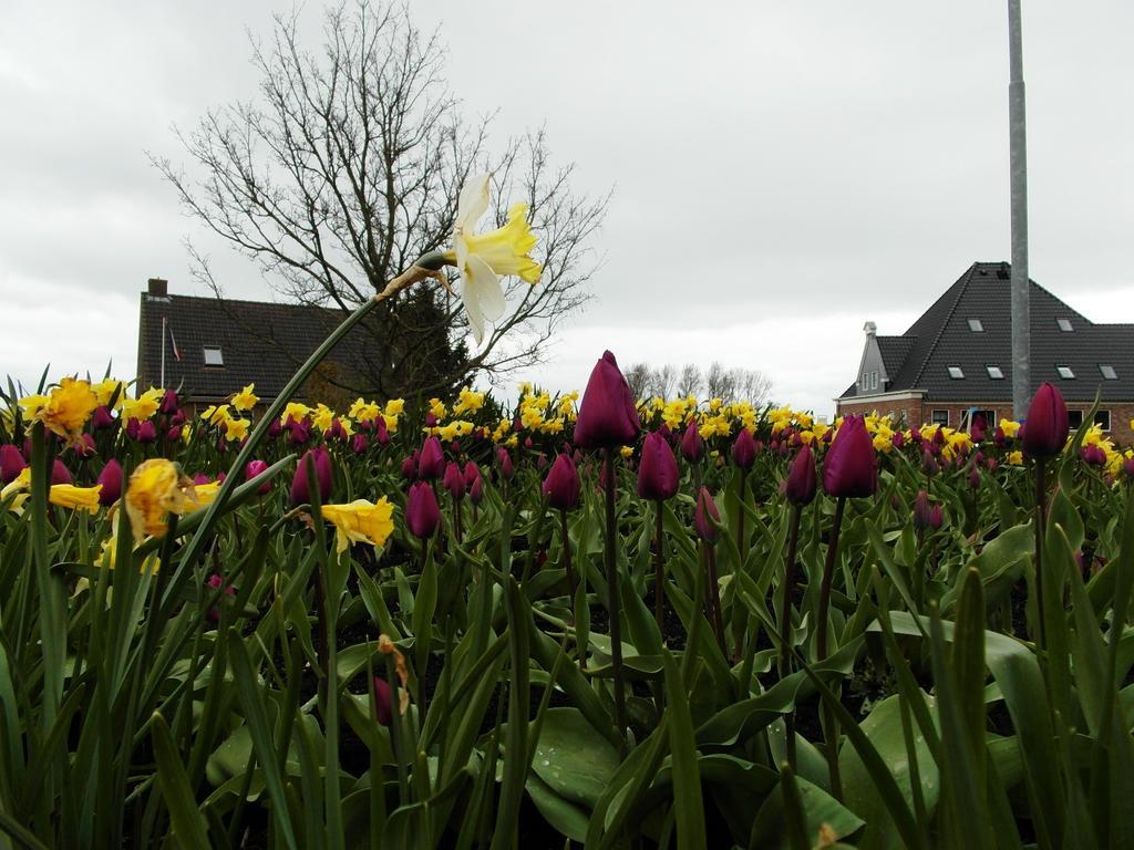 Pension Zonneweelde Oosthuizen Esterno foto